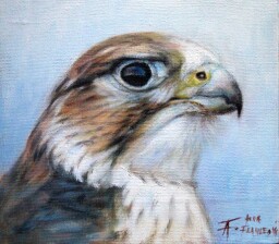 Falco cherrug milvipes ♂